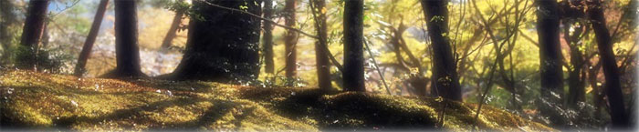 bosco dei Brughi